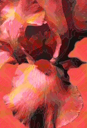 オレンジアイリス（デジタル）